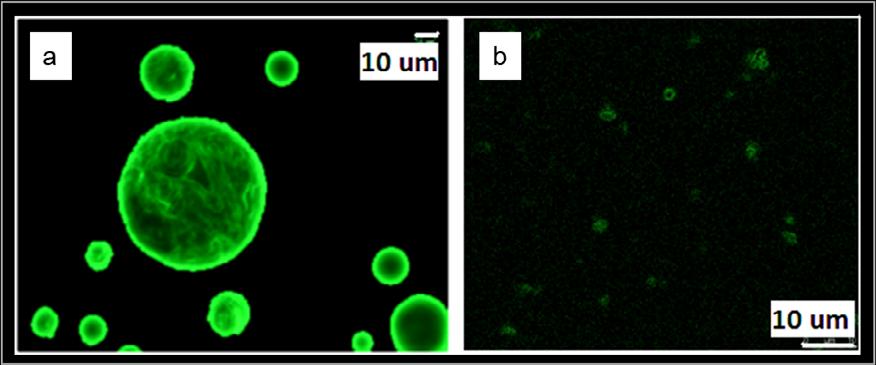 Pictures a, b and c show the same formulation of WLD imaged by: a) normal light, b) polarized light and c) polarized light with lambda plate. Bar 10 or 100 μm. Fig. 4.