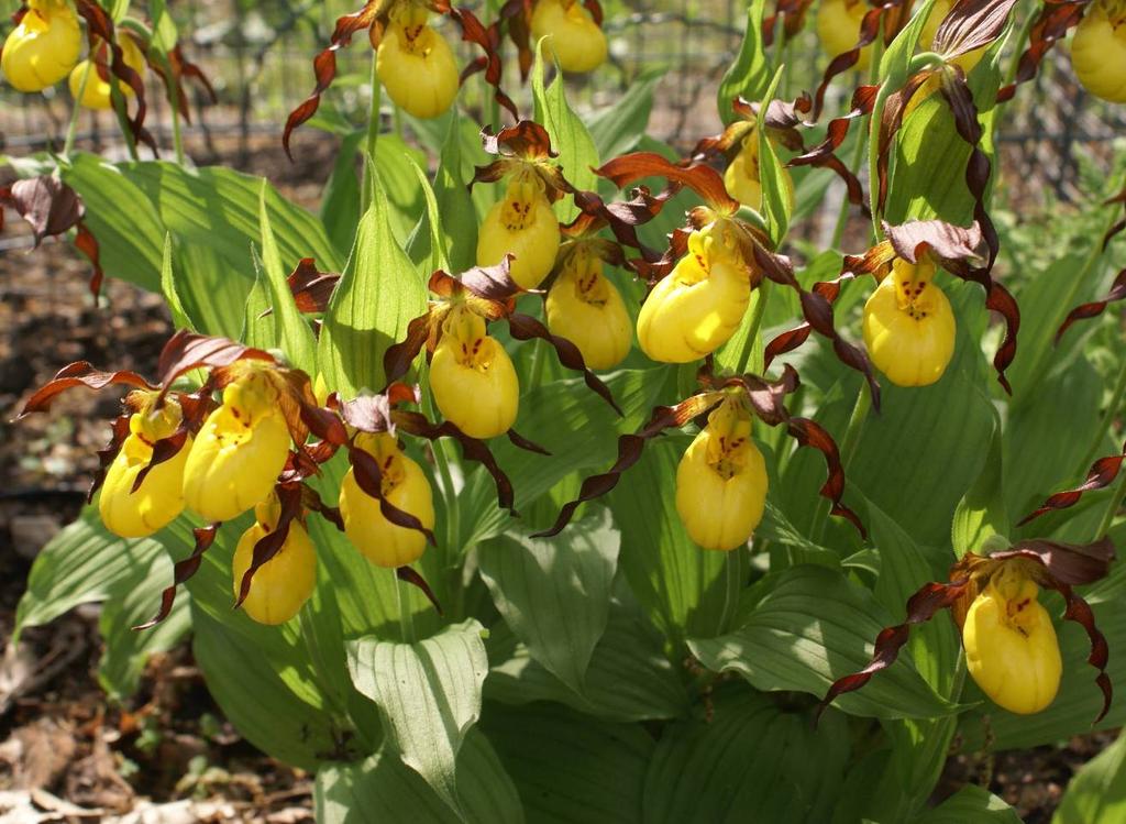 North American Cypripediums: Species, Hybrids, and