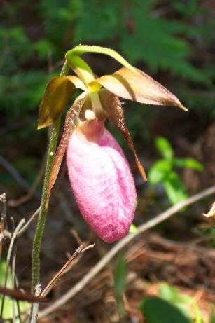 North American Cypripedium Species Phillip Cribb, in his book The Genus Cypripedium (1997), describes these orchids as small to large terrestrial herbs with elongate, fiberous roots arising from a