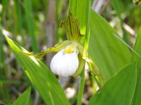 The remaining N. American Cyp. species belong to the Sub-generic section: Cypripedium and are found across a wide band in the northern portion of the United States and Canada.