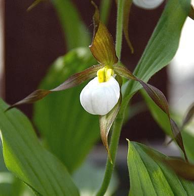 Cypripedium candidum Short,12-38cm, clustered herb on short rhizome with 3 to 4 leaves per stem; inflorescence, one rarely two small globular flowers, 5x5 cm; sepals and petals greenish-yellow