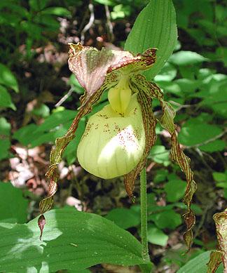 Awards: CBR 2001 (8 flowers on 8 infl. Nat. spr. 3.7cm) Offspring: 6 first generation, no awards. Natural hybrid with parviflorum: xandrewsii.
