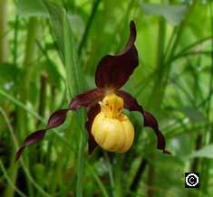 Taxonomy history: In 1938 D.S.Correll placed all North American yellow-lipped slippers in a highly variable taxonomic unit as a variety of the Eurasian Cypripedium calceolus.