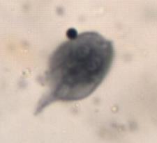 Biology 2: LAB PRACTICUM 1 12 Station 19 Clade2: Diplomonads 1. What are the general characteristics of the Clade Diplomonads? 2. Be able to recognize the example Giardia lamblia.