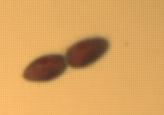 Use the example Paramecium to demonstrate how Ciliates can reproduce.