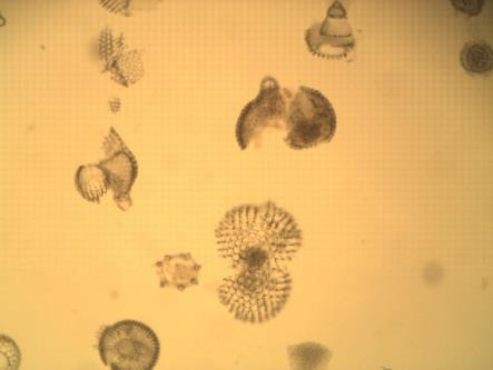 What are they symbiotic with and what do they provide them? Station 37 Clade2: Radiolarians 1.