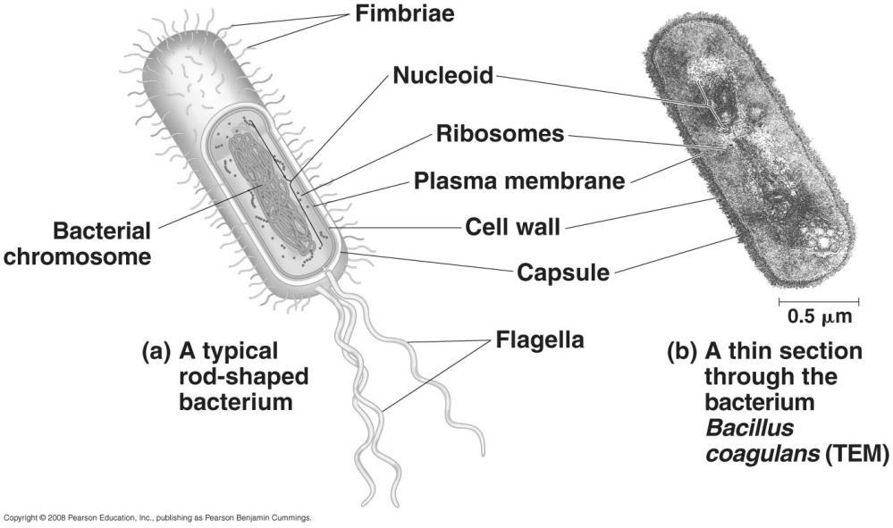 Biology 2: LAB PRACTICUM 1 2 CLASSIFICATION: Domain: Bacteria Group: Proteobacteria Group: Chlamydias Group: Spirochetes Group: Cyanobacteria Group: Gram-Positive Bacteria Domain: Archaea Group: