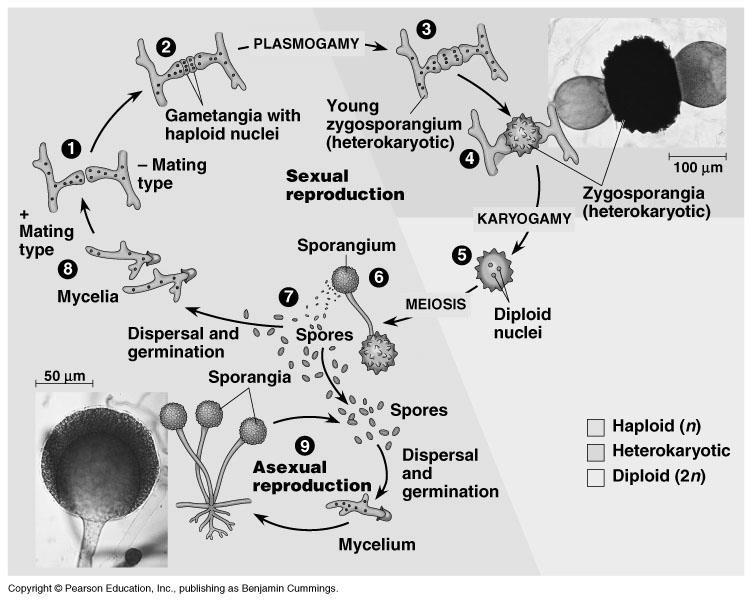 2. What is the term used for fusion of the cytoplasm? Sporangiophore Progamete 3.