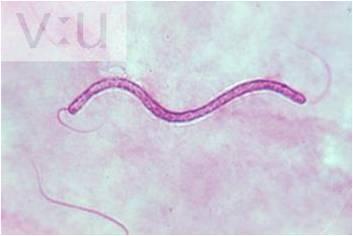 Streptococcus lactis (in a chain) to become familiar with this shape.