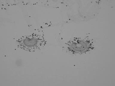 Biology 2: LAB PRACTICUM 1 30 Station 24 Division: Ascomycetes Imperfect Fungi Examine living cultures of Penicillium notatum and Aspergillus niger in the petri dishes or slants.