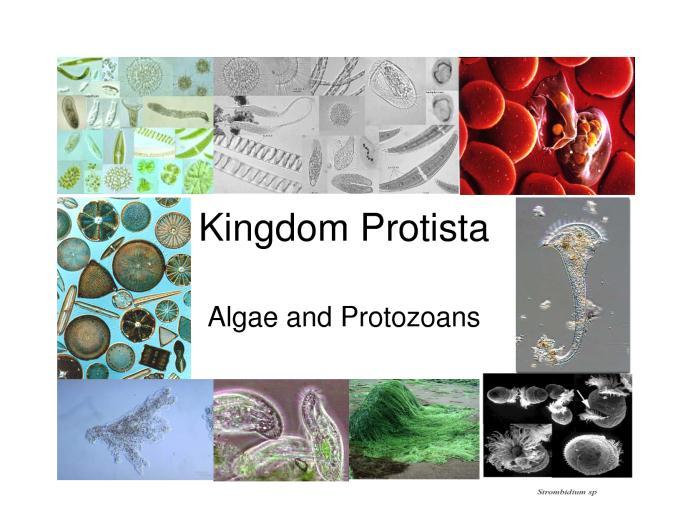 Six Kingdoms Protista Eukoryotic Autotrophs and heterotrophs Lacks organs