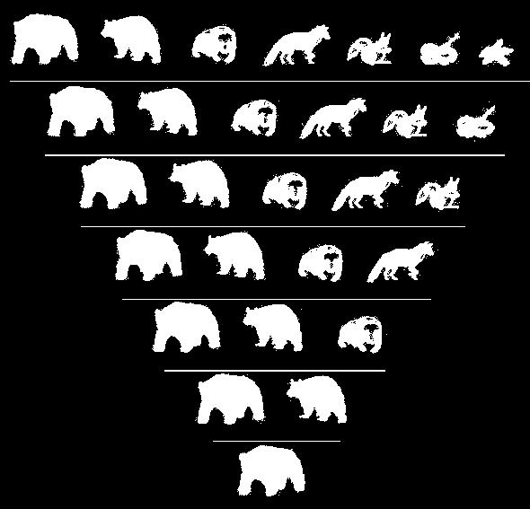 Each taxonomic level is more comprehensive than the previous Grizzly bear Black bear Giant Coral Sea star one.