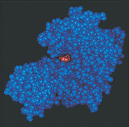 Induced fit of a Substrate Brings chemical groups of the active site