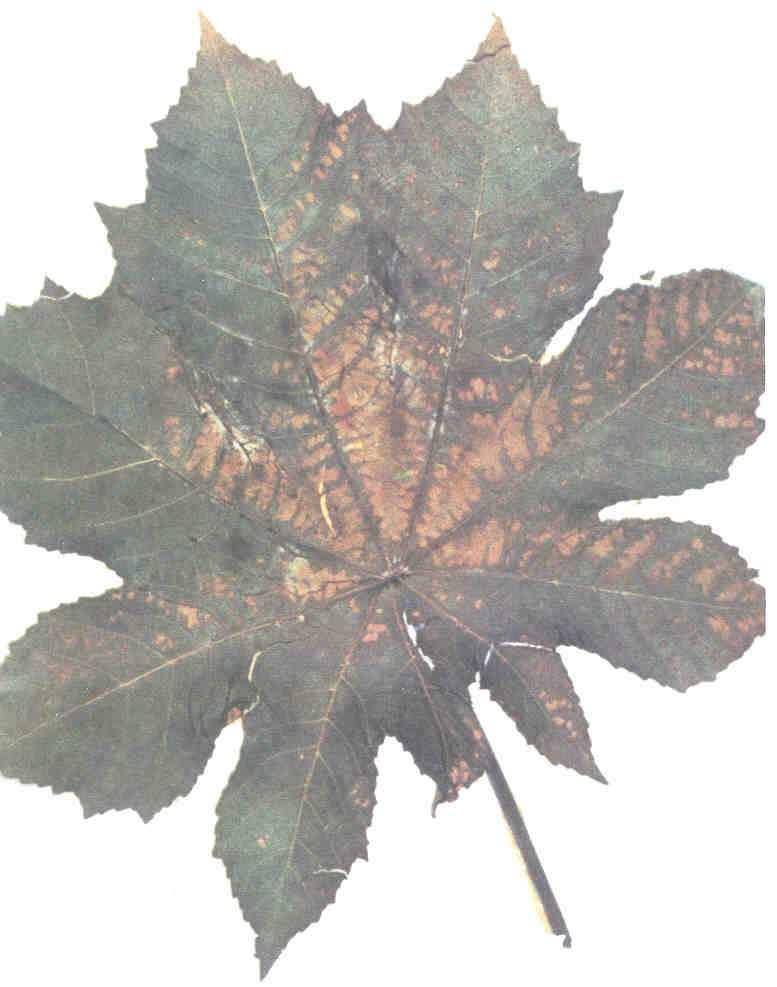 acute - sudden, severe visible change chronic - gradual change from long-term exposure Cross section of Leaf Showing Air Spaces where