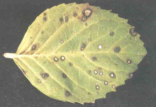 Hydrangea Leaf Damage from Fly Ash Ozone First symptom often