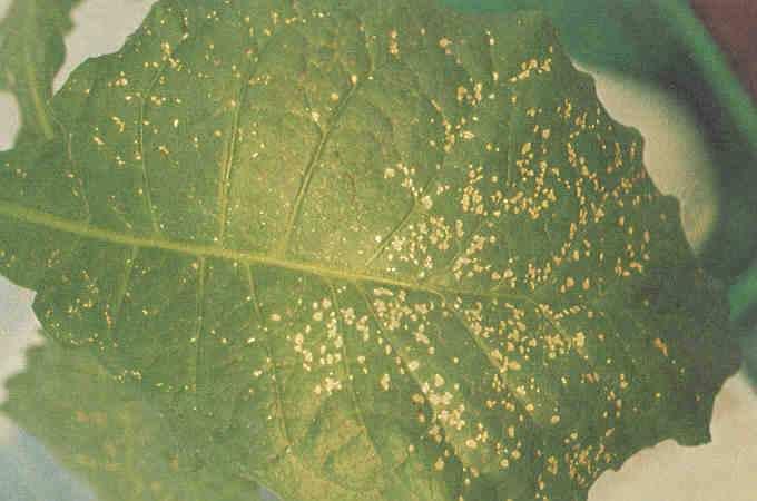 Plants Stipple on Tobacco Leaves caused by Ozone Time