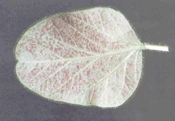 Synergistic Damage to Lower Surface of Soy Bean Leaf