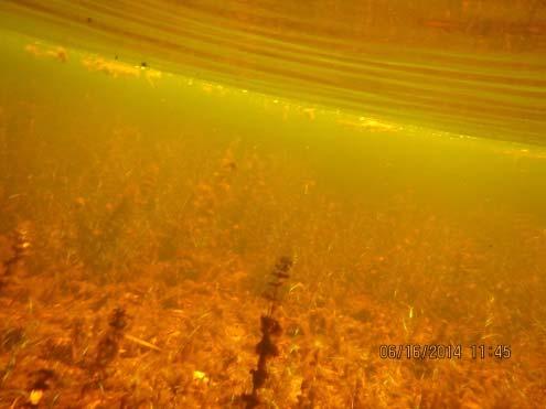 Historically, Spring Lake vegetation did not grow in depths greater than approximately 8 feet. A typical lake with good water clarity could have plant growth as deep as 16 feet.