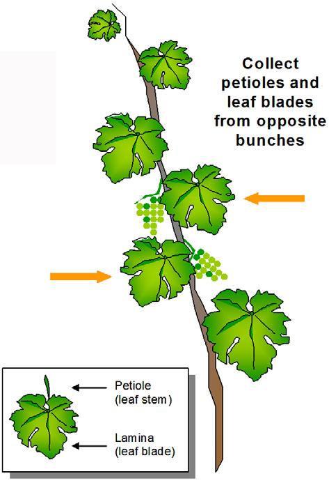 If the petioles are small, additional petioles should be collected in order to provide sufficient material for a representative sample. Fold the end of the bag over firmly, twice.