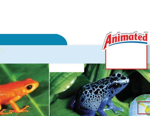The mantella frog (left) and the poison dart frog (right) have evolved similar defense mechanisms. The bright coloration of each is a warning to predators.
