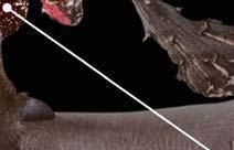 colored SEM; magnification 225 + Lesser long-nosed bat The