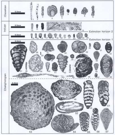 Foraminifera From
