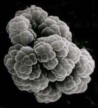 Methanosarcina The genus Methanosarcina is a eurarchaeote archaea that produces methane.