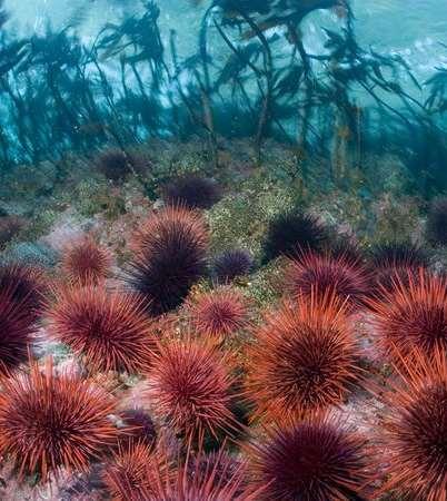 Selectivity of the End-Permian Mass Extinction Sea urchins nearly became as extinct as their Paleozoic cousins, the blastoids.