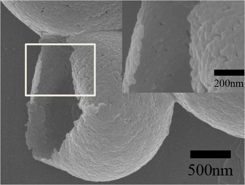 Fig. S5 SEM images of the samples synthesized with different precursors.