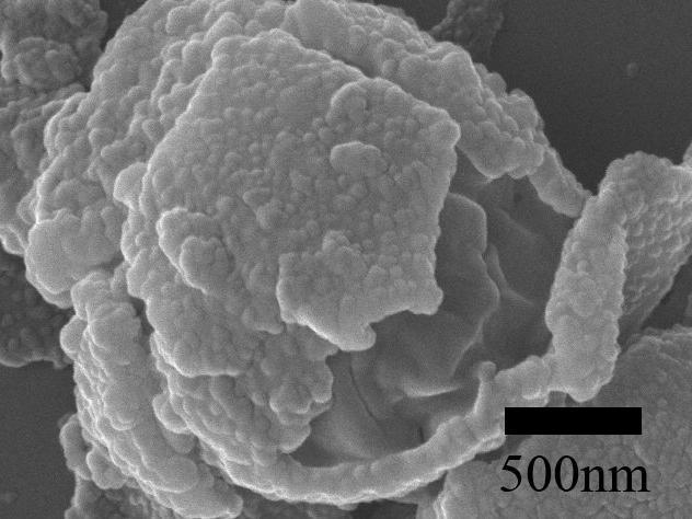 of the Janus hollow porous spheres with sulfonated PS (sps) nanoparticles (30 nm) labeled and magnified image (inset) of the marked