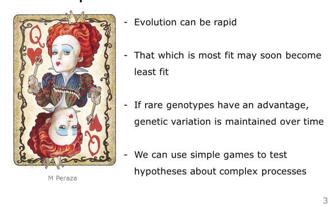 negative frequency-dependent selection), genetic variation is maintained through time - And lastly, we can use simple games to model