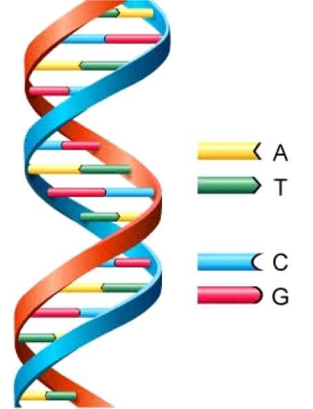 If you were to stretch out your DNA in one cell, it would be 6 ft long!