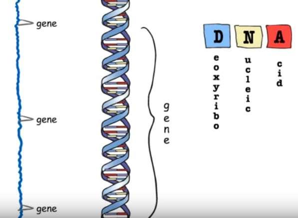 Genes are small sections of your DNA