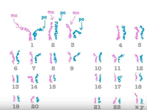 Humans have 23 pairs of chromosomes (46 total) One set from mom, one set from dad
