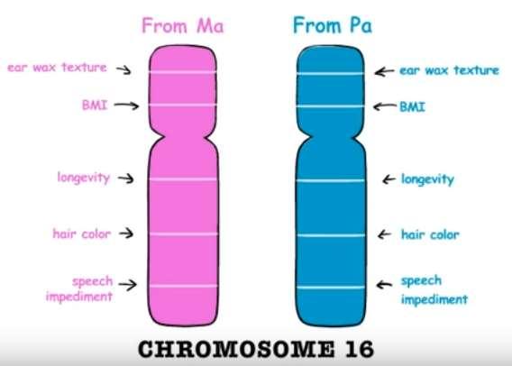 Homologous chromosomes a pair of