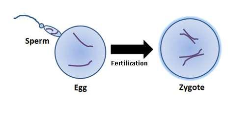 Some background notes When a sperm fertilizes an
