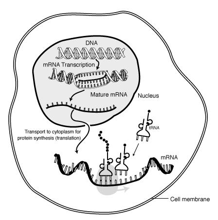 After Transcription The mrna leaves the