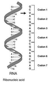 mrna, Codons 1. How the code is read: a. Every 3 bases on mrna is called a codon. b. Every codon codes for an amino acid (building block of protein) c.