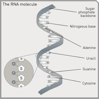 RNA 1. Contains the sugar ribose instead of deoxyribose. 2.