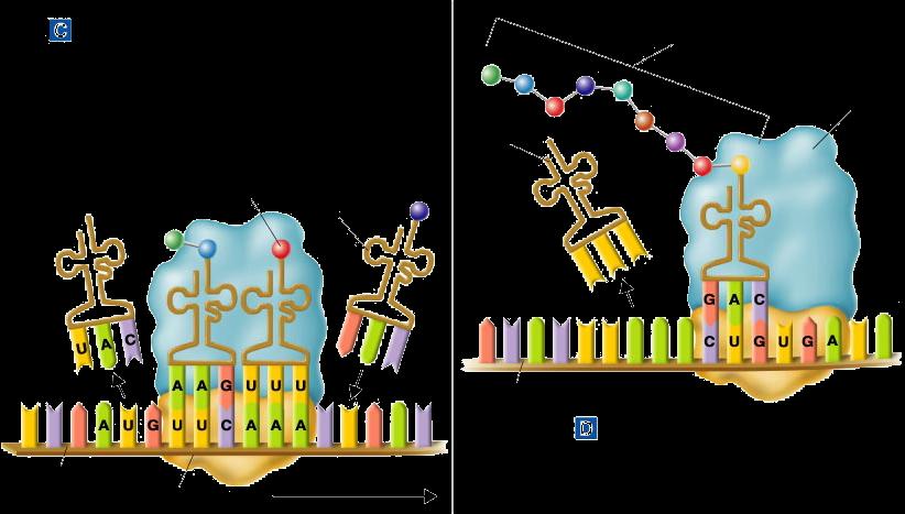 Translation The Polypeptide Assembly Line Growing polypeptide chain Ribosome trna Jan 2006