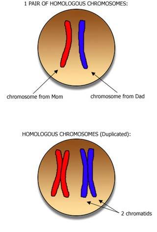 Homologous Chromosomes Homologous Chromosomes - Term used to