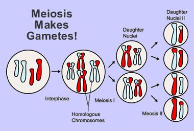 Four gametes are made during cell division by meiosis.