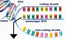 Three Main Types of RNA 1.