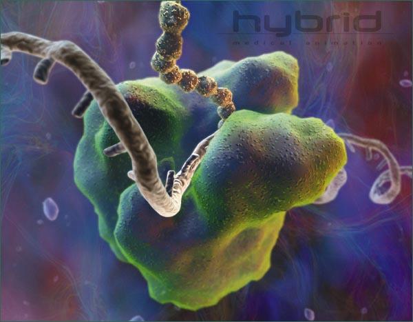 Three Main Types of RNA 2.
