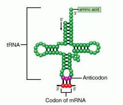 Three Main Types of RNA 3.