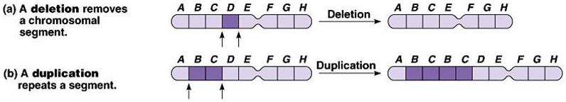 Four Types of Chromosomal Mutations 1.
