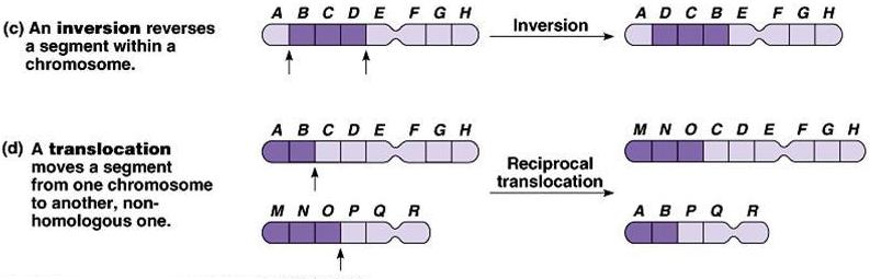 Four Types of Chromosomal Mutations 3.