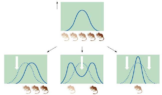 12. Natural selection acts more directly on the phenotype and indirectly on the genotype and can alter allele frequency in three major ways.