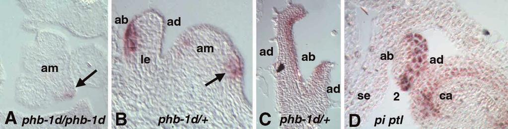 4124 K. R. Siegfried and others Fig. 5. mrna expression patterns of FIL in phb-1d and pi ptl mutant backgrounds. (A) phb-1d homozygote. (B,C) phb-1d/+. (D) pistillata-1 petalloss-1.