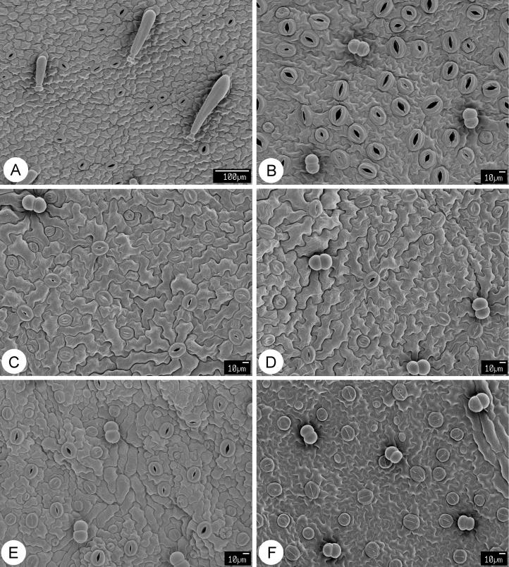 264 Botanical Studies, Vol. 47, 2006 Figure 3. SEM examination of adaxial (A) and abaxial (B-F) surfaces of leaves of S. yoshimurae.